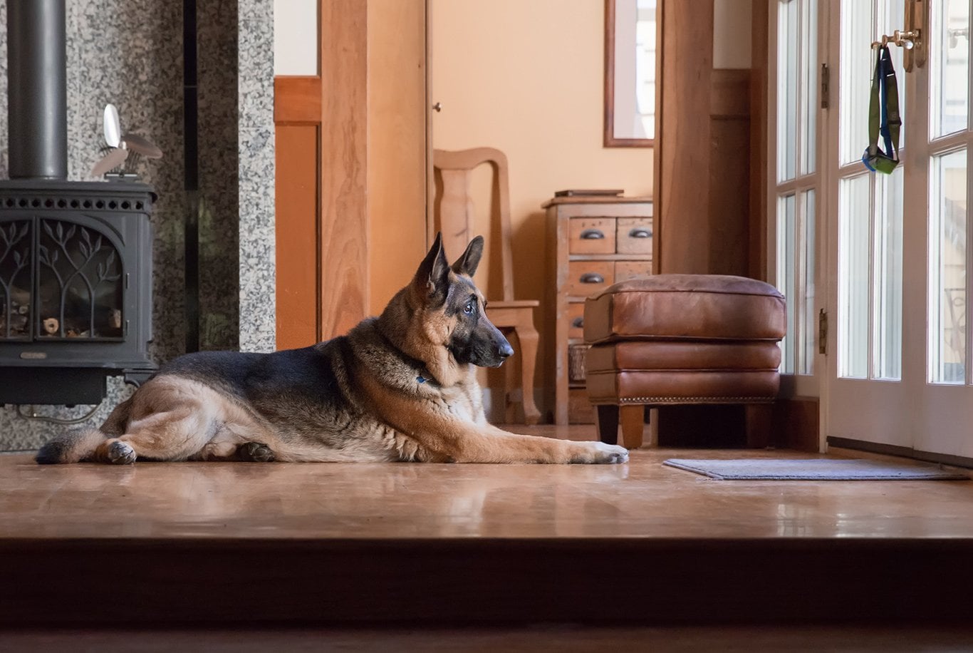 German Shepherd