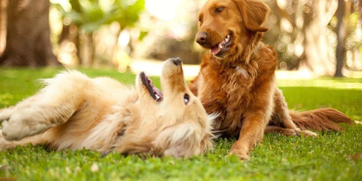 Golden Retriever