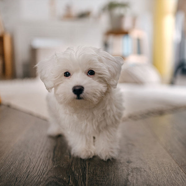 How to start with puppy