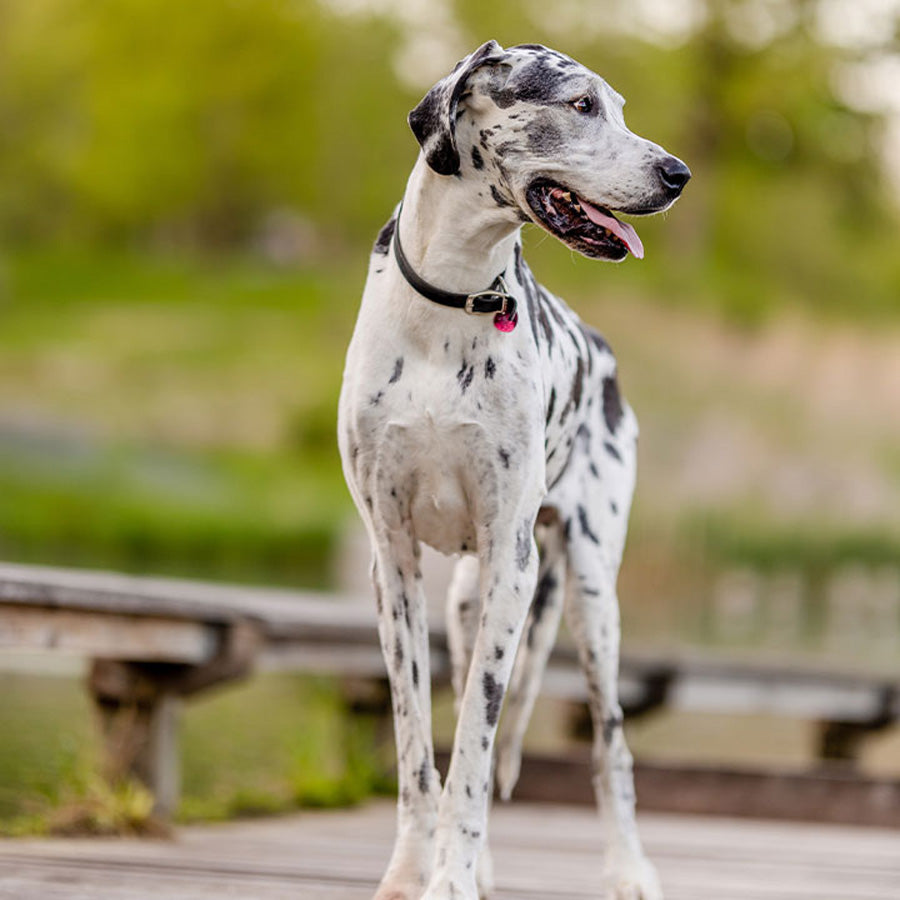 Great Dane