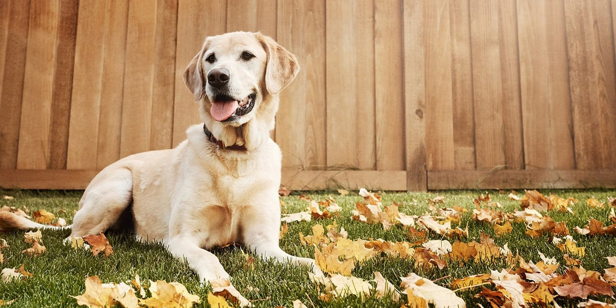 Labrador Retriever