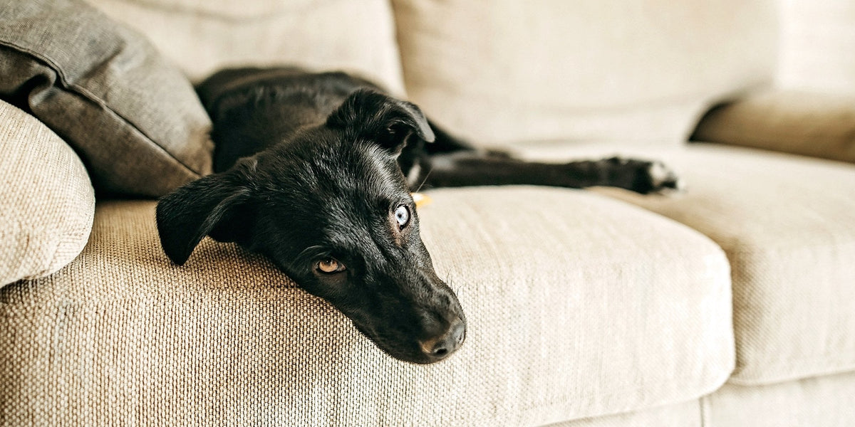 Less Active Pets