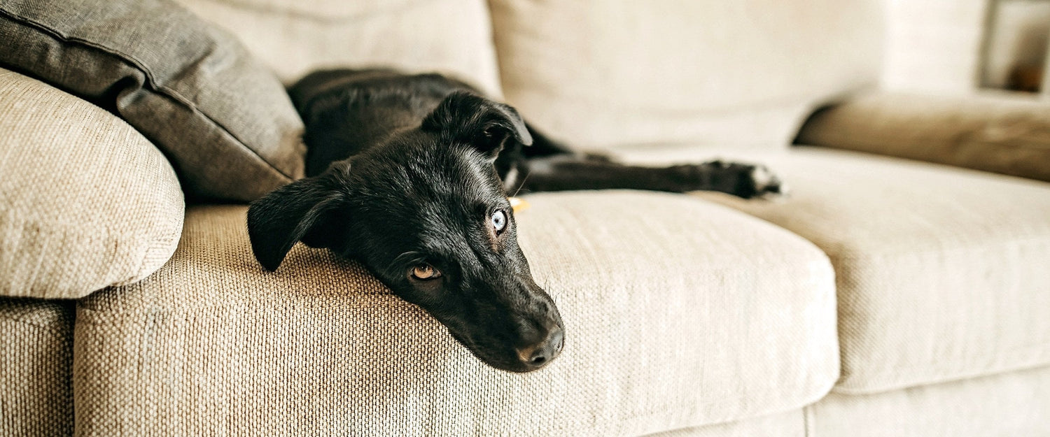 Less Active Pets