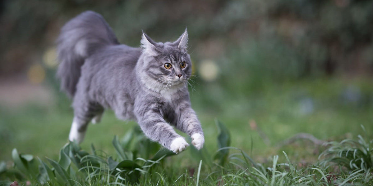 Maine Coon