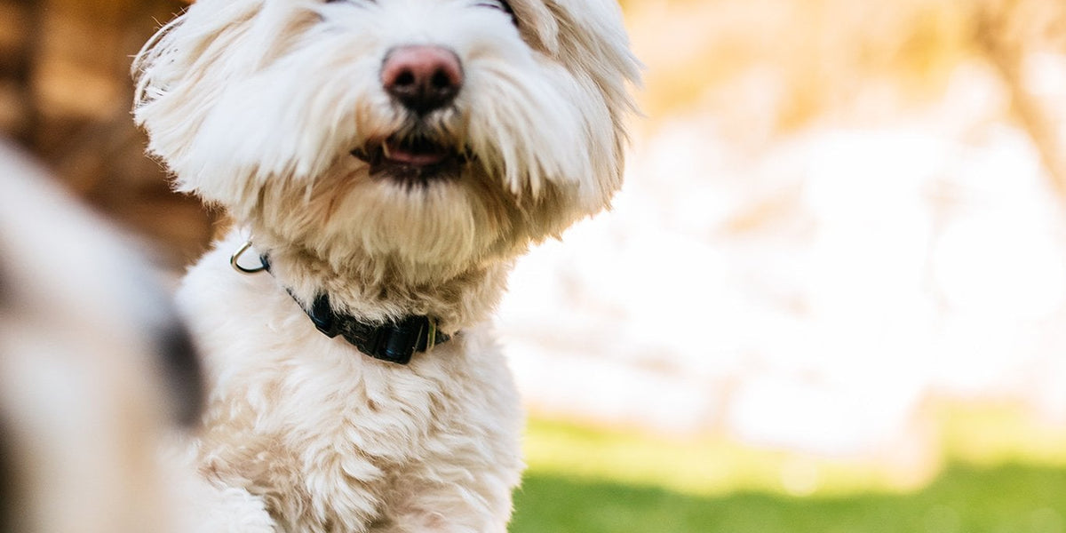 Maltese