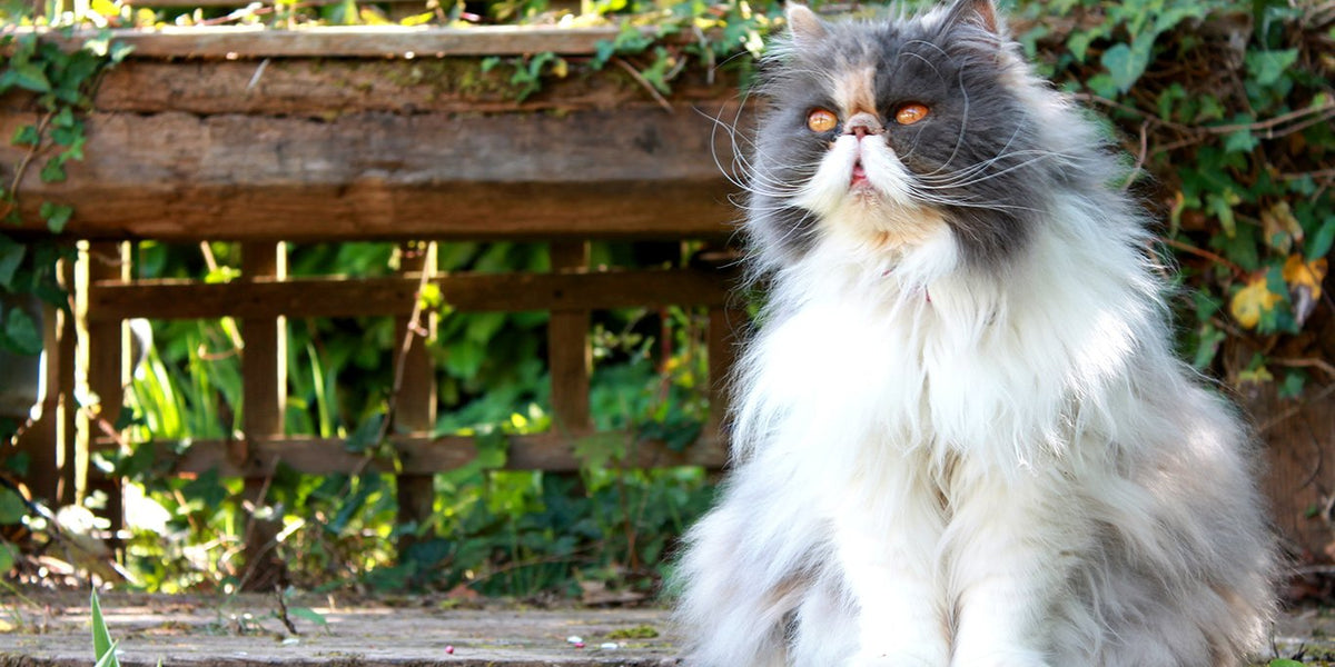 Persian Cat