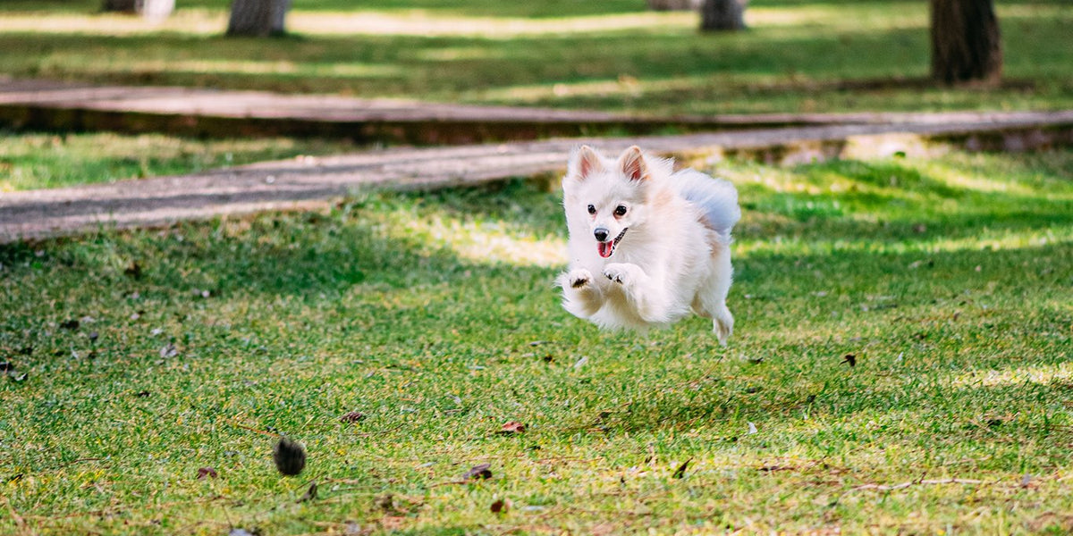Pomeranian