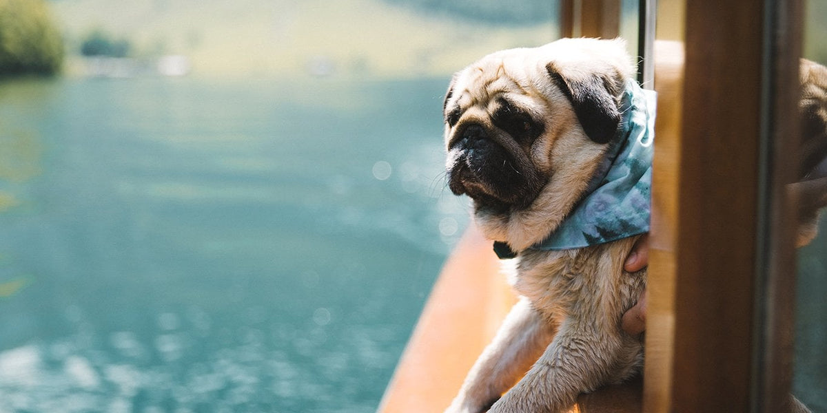 Pug