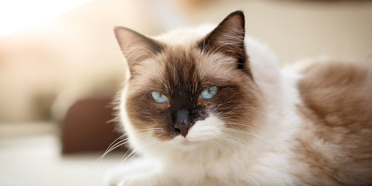 Ragdoll
