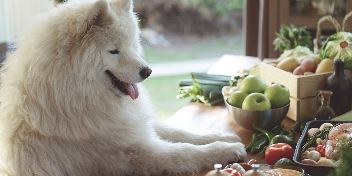 Samoyed