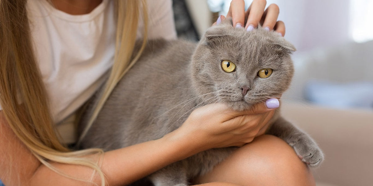 Scottish Fold