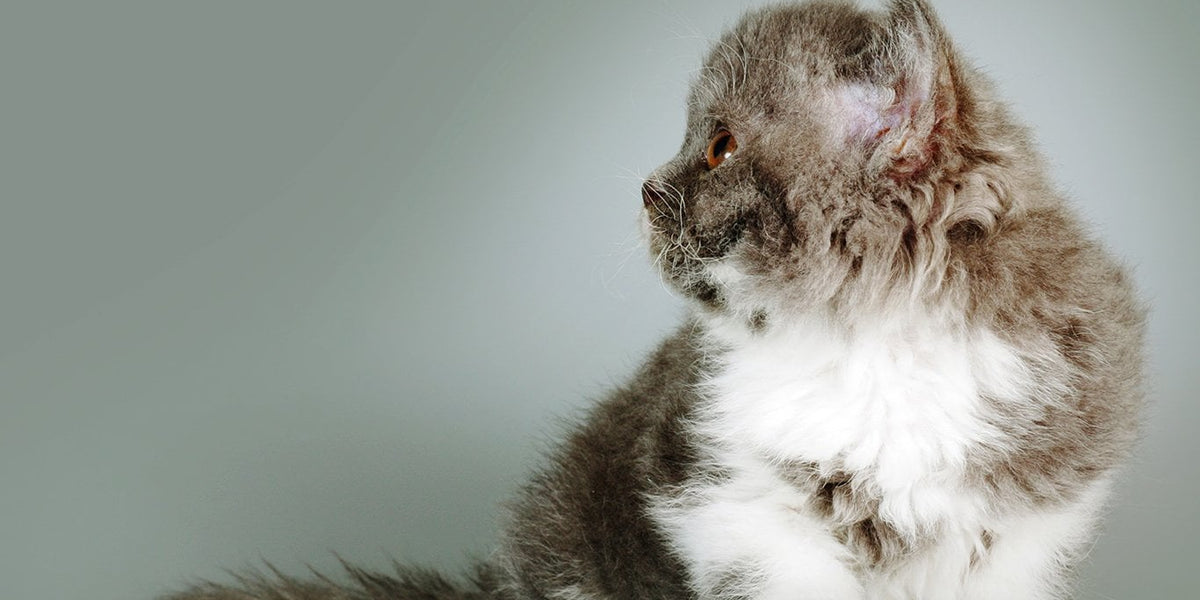 Selkirk Rex