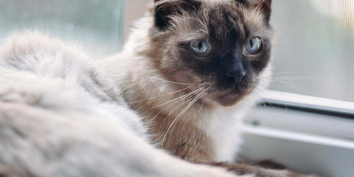 Siamese Cat