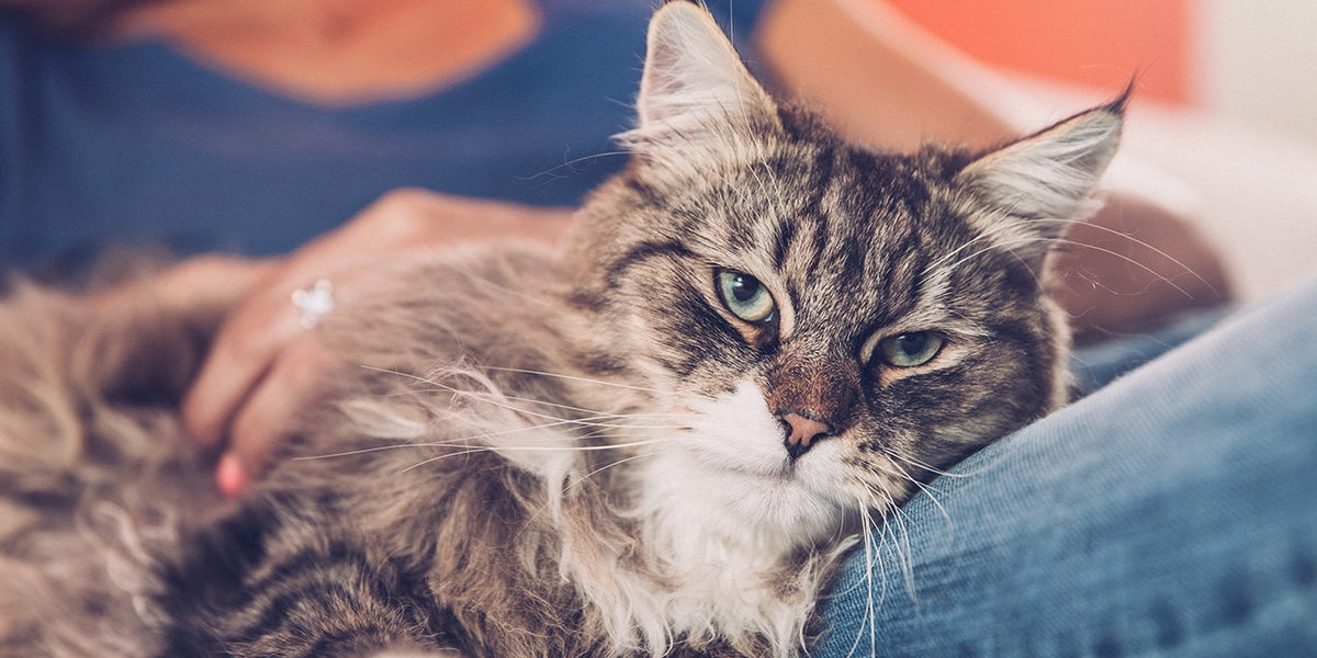 Siberian Cat