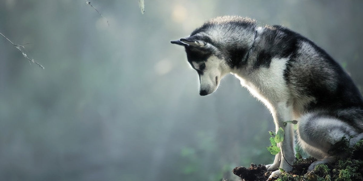 Siberian Husky