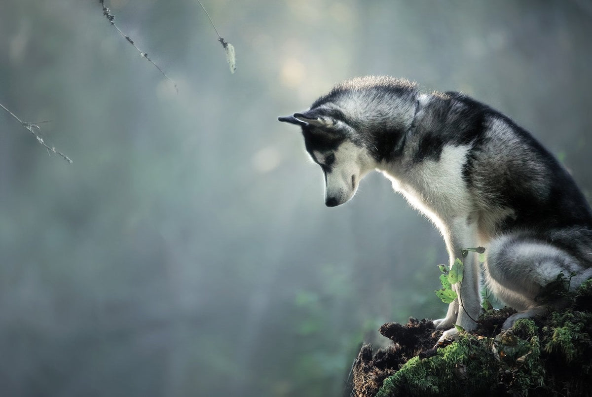 Siberian Husky
