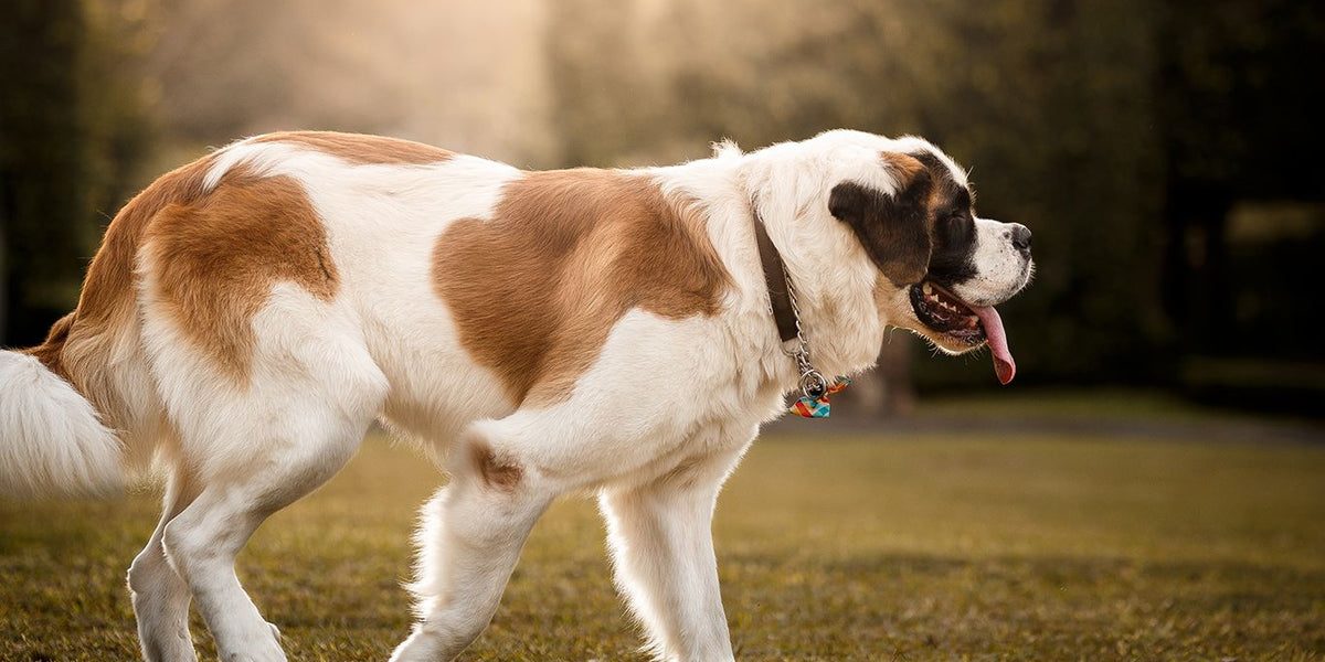 St. Bernard
