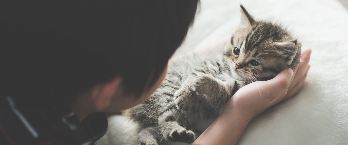 Starter Kit for a Kitten