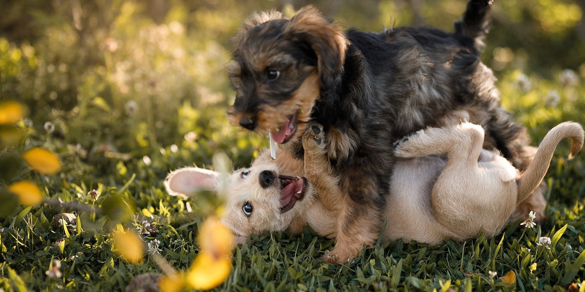 Starter kit for a puppy