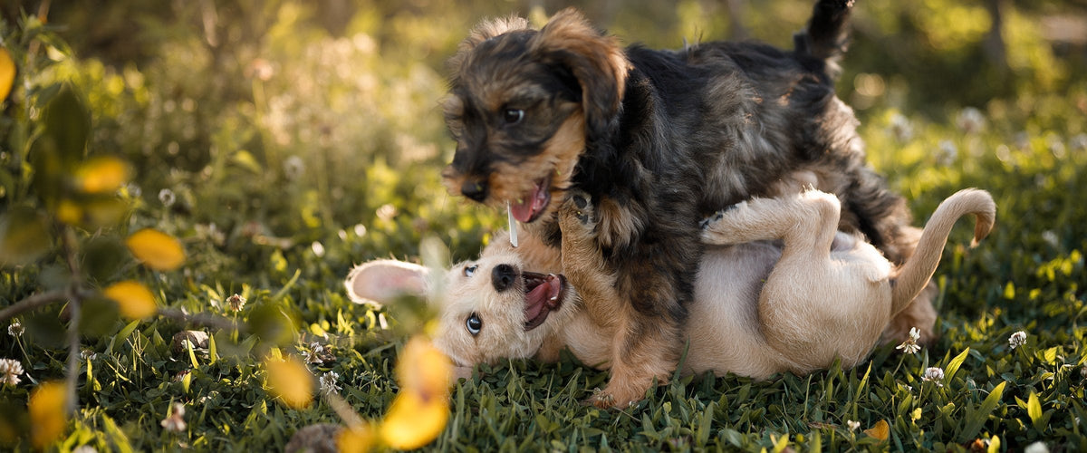 Starter kit for a puppy