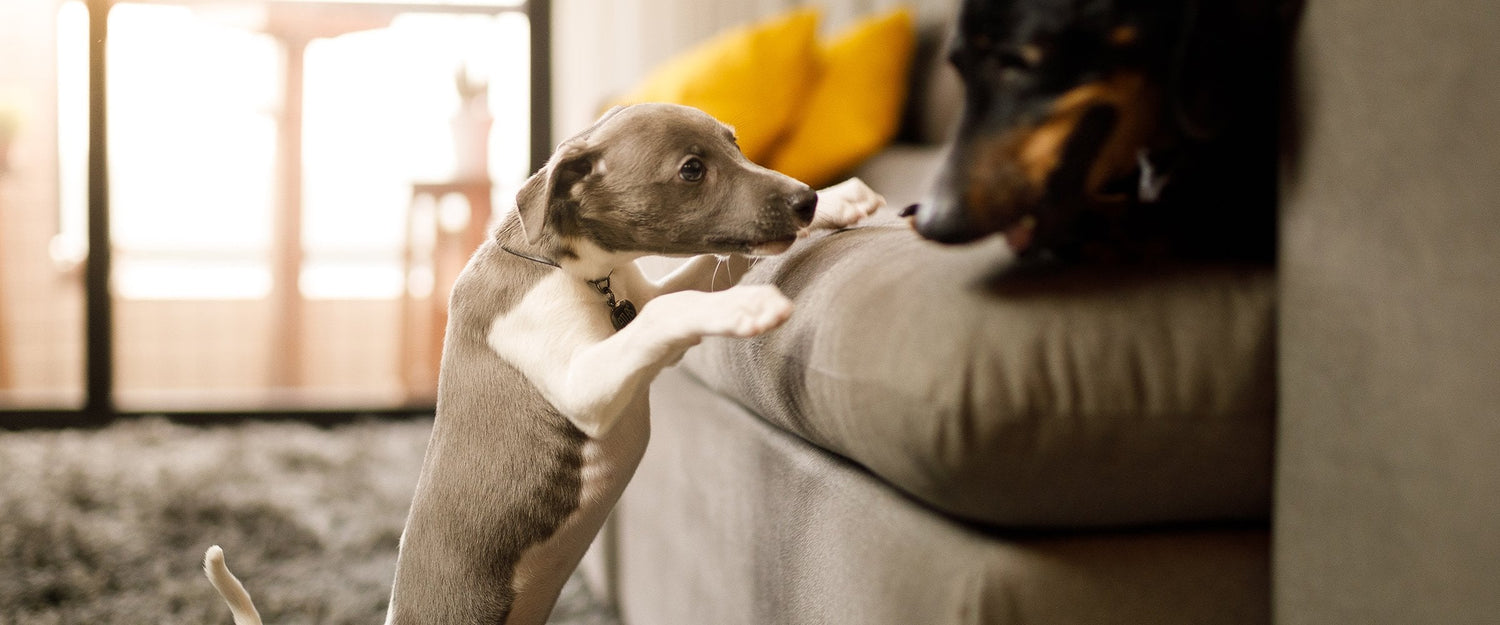 Suitable food for puppies