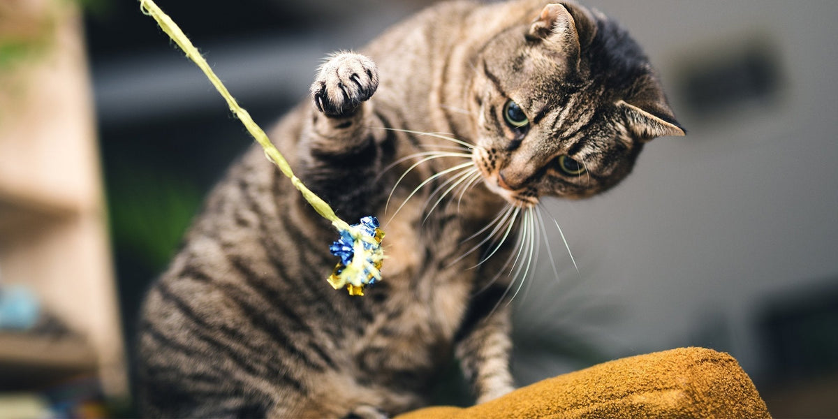 Tricks to Teach Your Cat