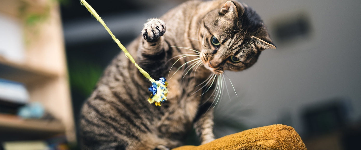 Tricks to Teach Your Cat