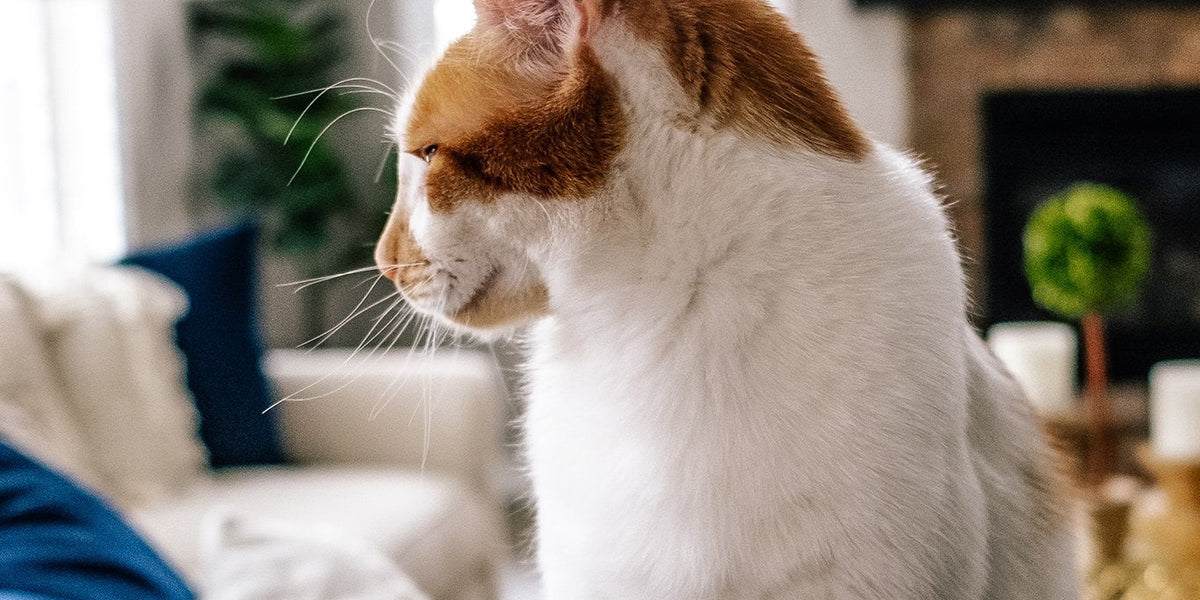 Turkish Van