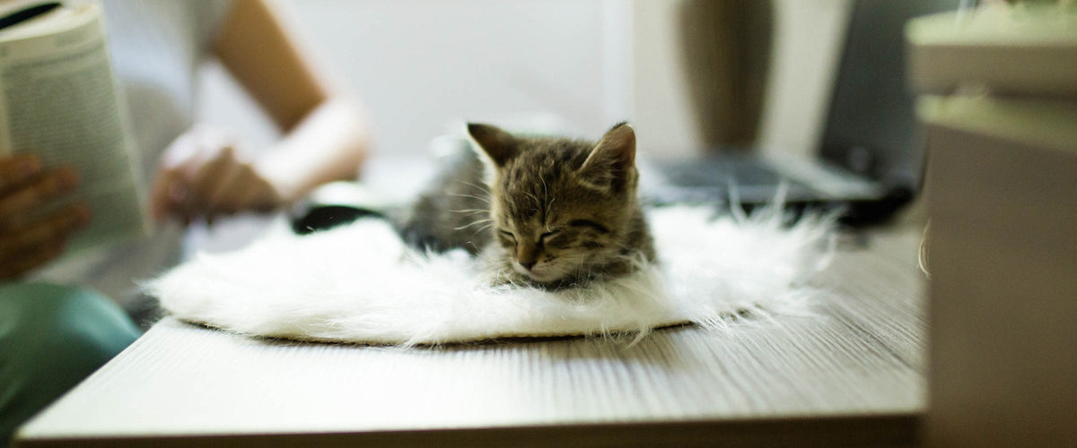 Work Remotely With Your Cat
