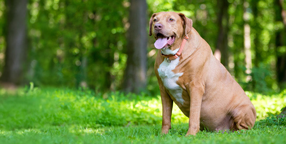 Weight Management Dog Food