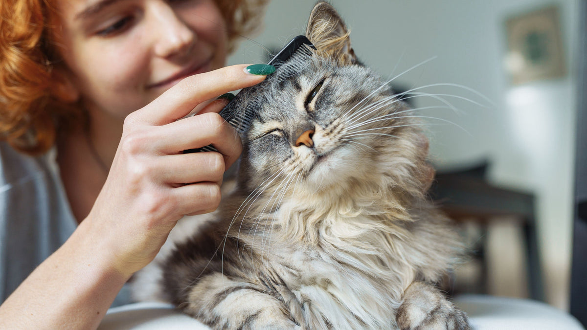Cat Grooming Products