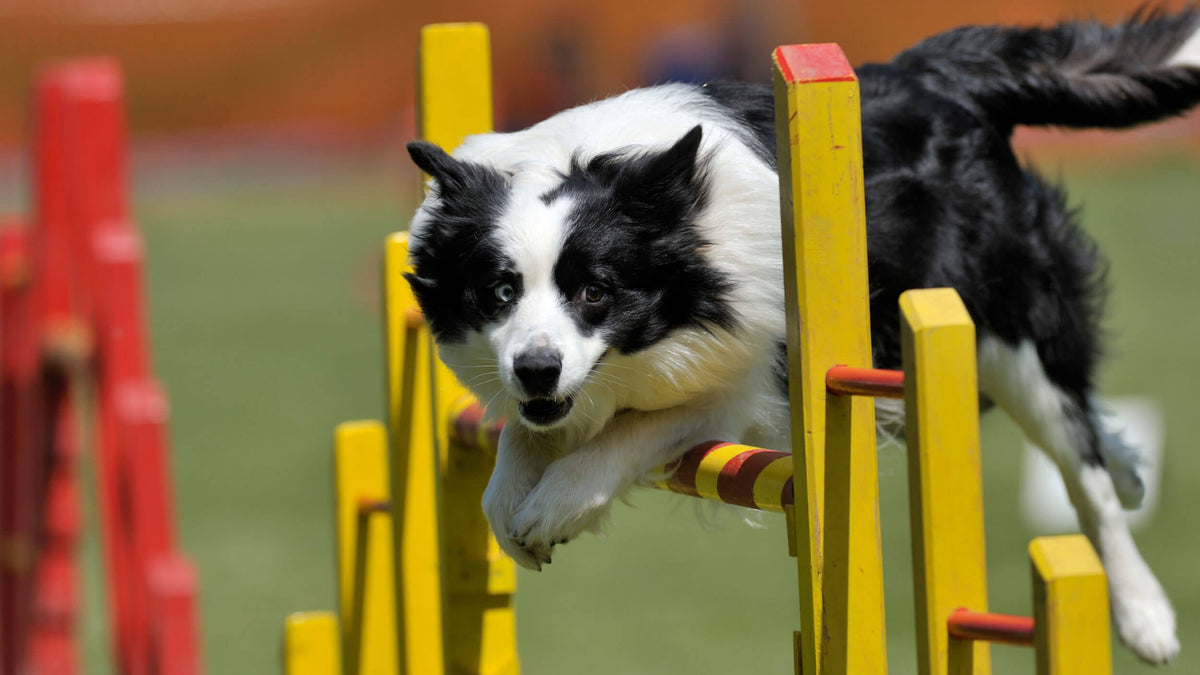 Dog Training Treats
