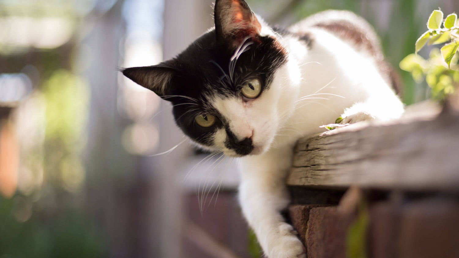 Dry Food for Adult Cats