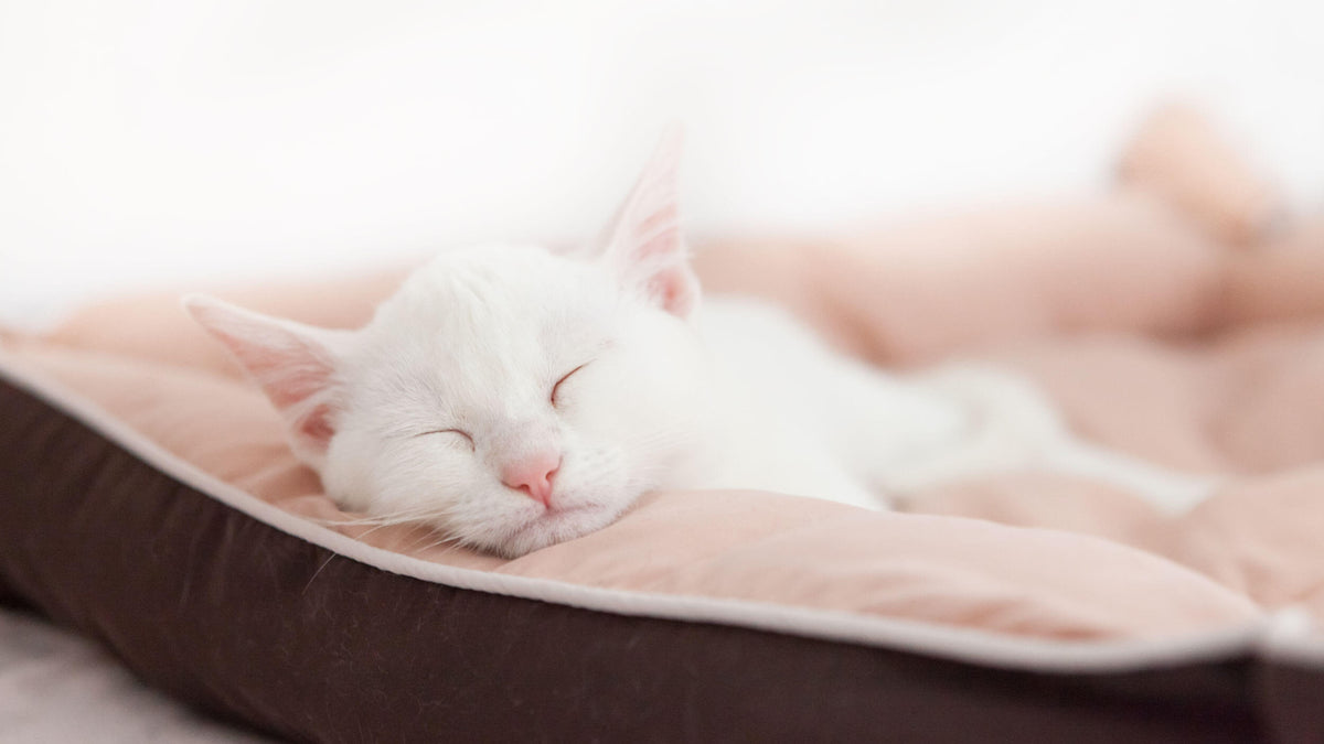 Cat Beds & Resting Accessories