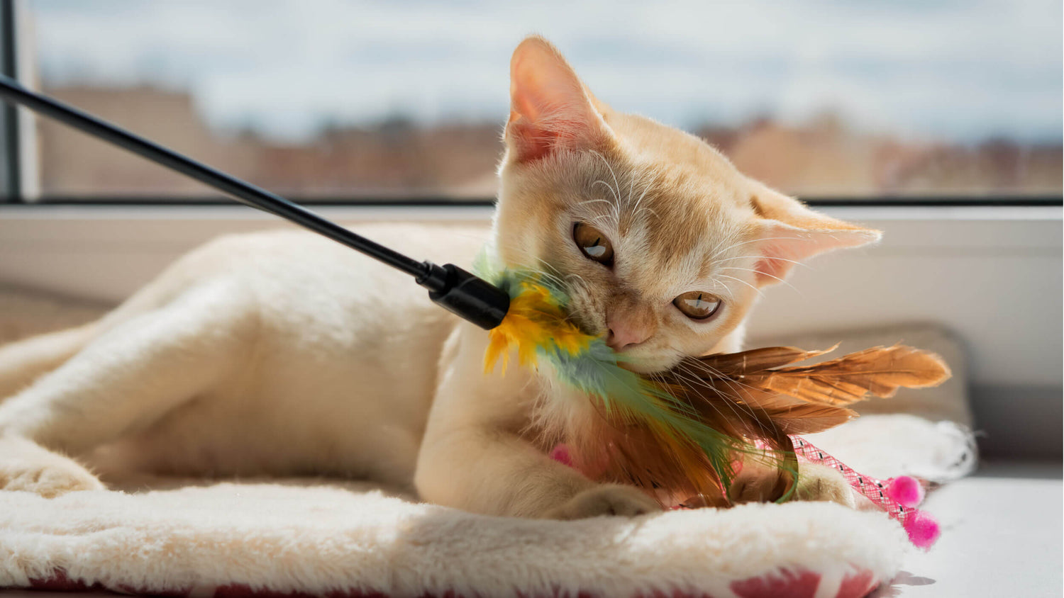 Cat Toys