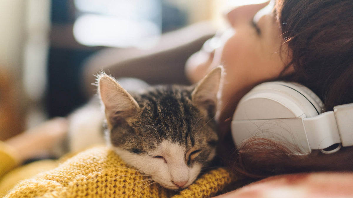 Essential Cat Accessories