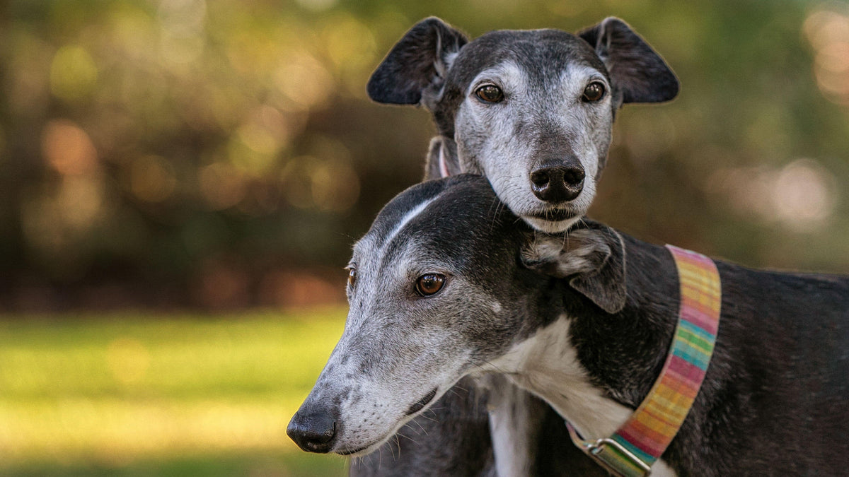 Cold Pressed Dry Food for Dogs