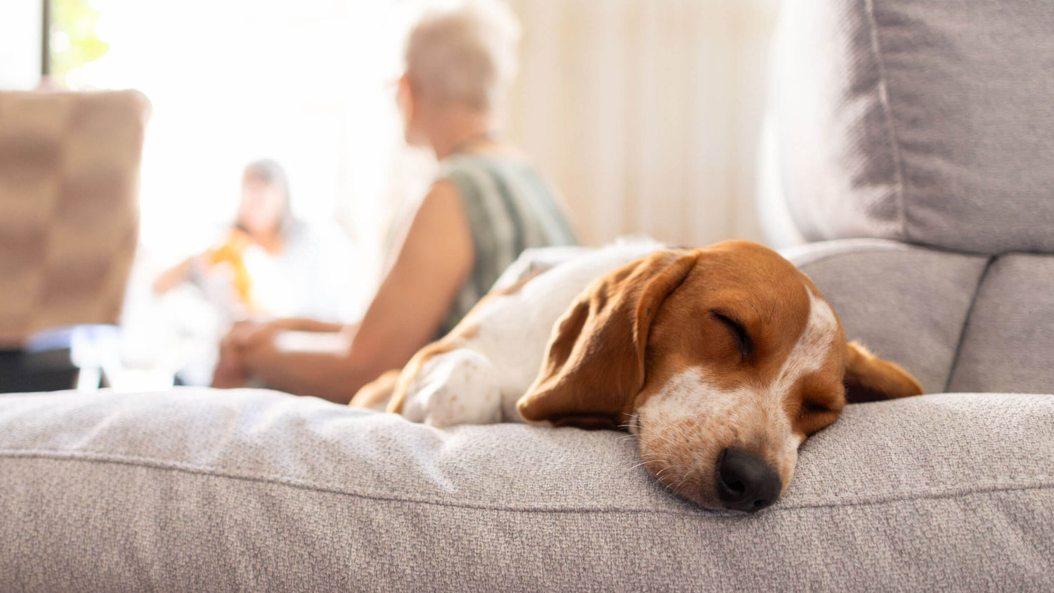 Digestive Support Supplements for Dogs