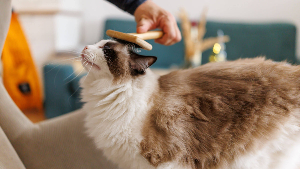 Skin & Coat Supplements for Cats