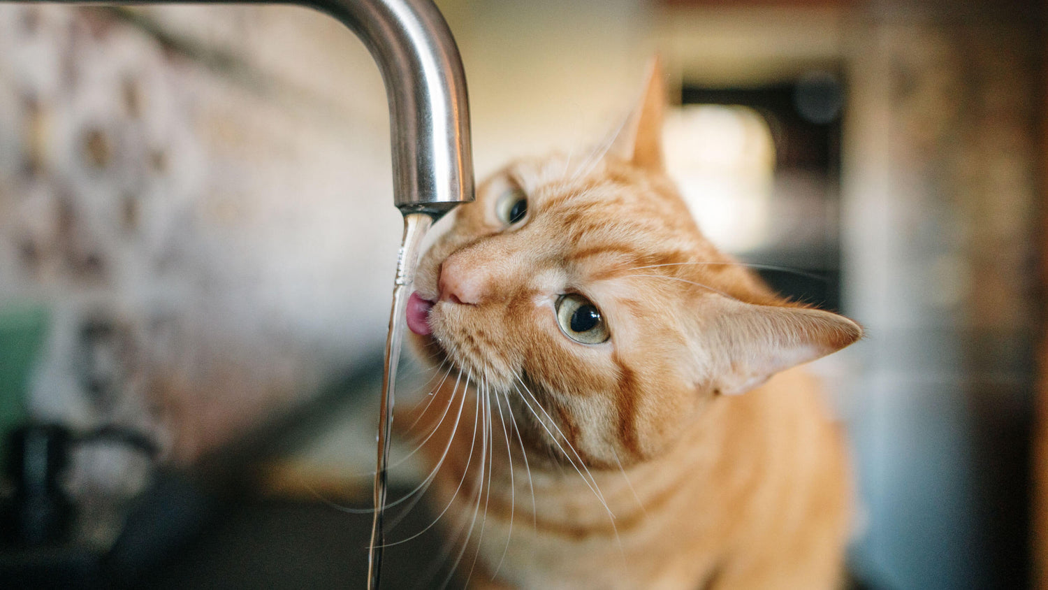 Liver Support Supplements for Cats