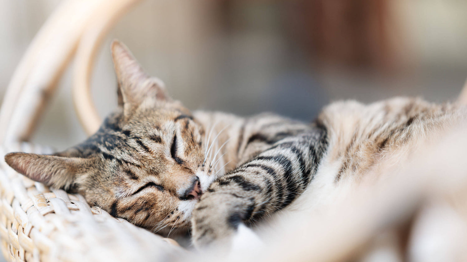 Dry Food for Senior Cats