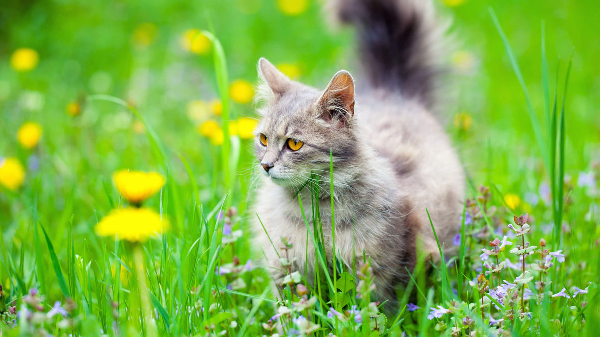 Grain Free Cat Food