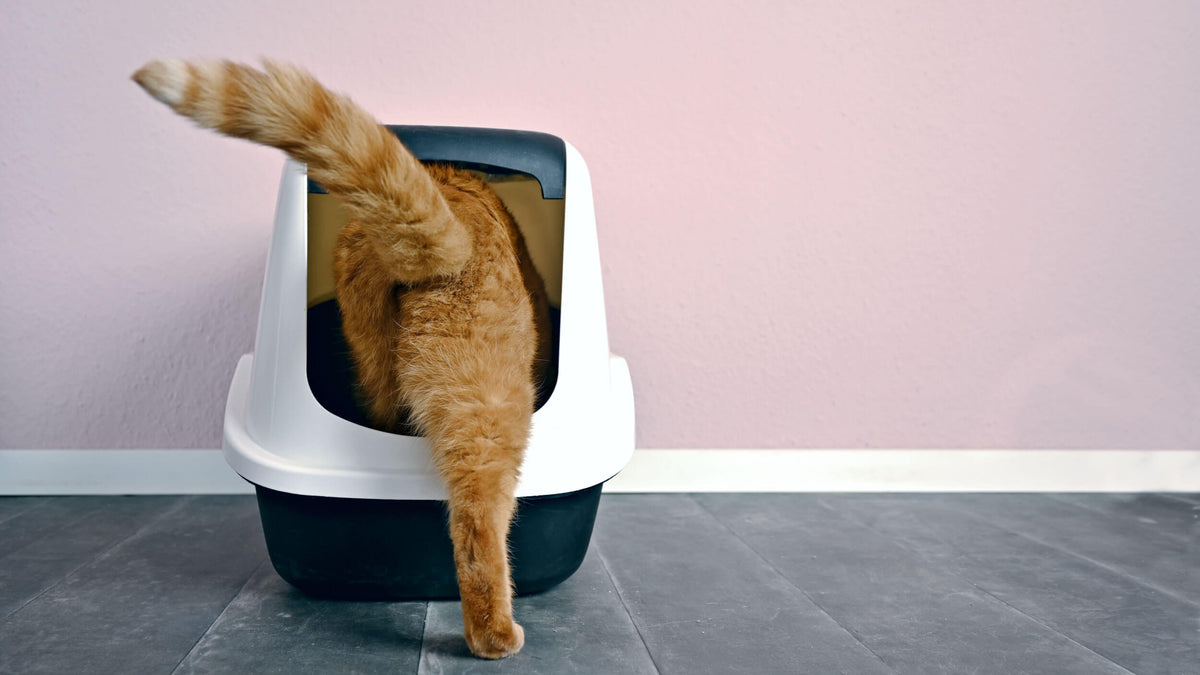 Urinary Support Supplements for Cats