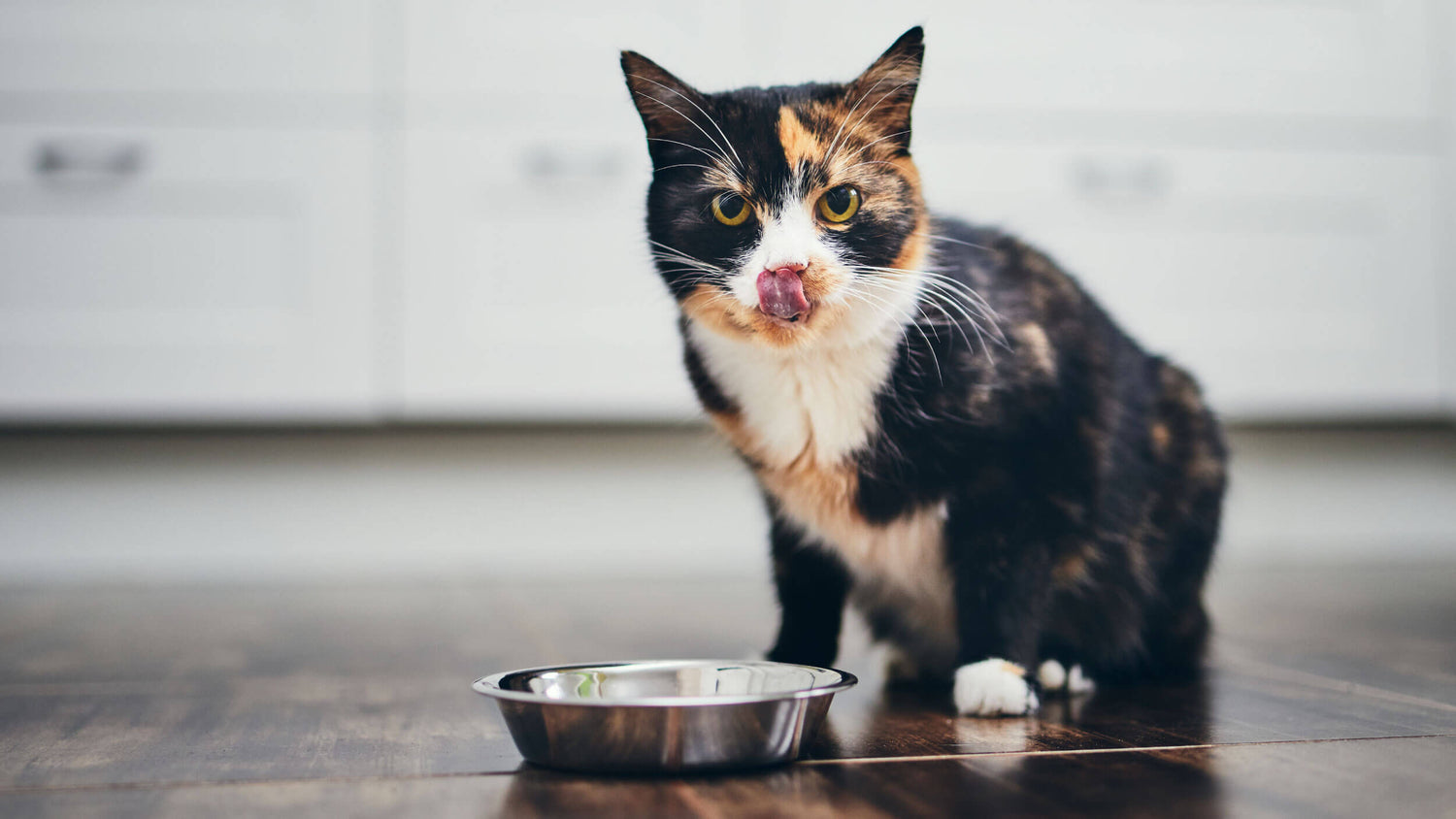 Exclusive Dinners & Toppings for Cats