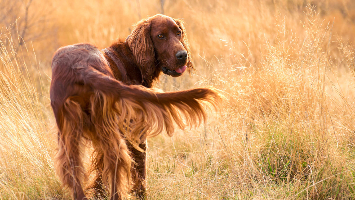 Skin & Coat Supplements for Dogs