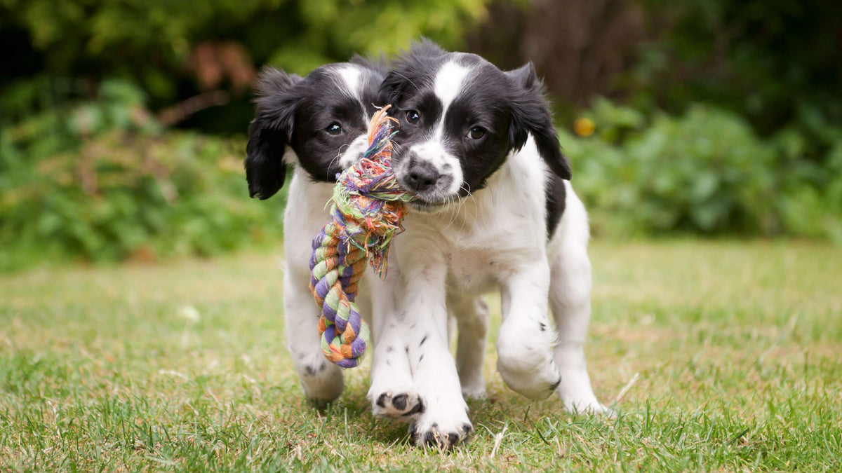 Dog Toys