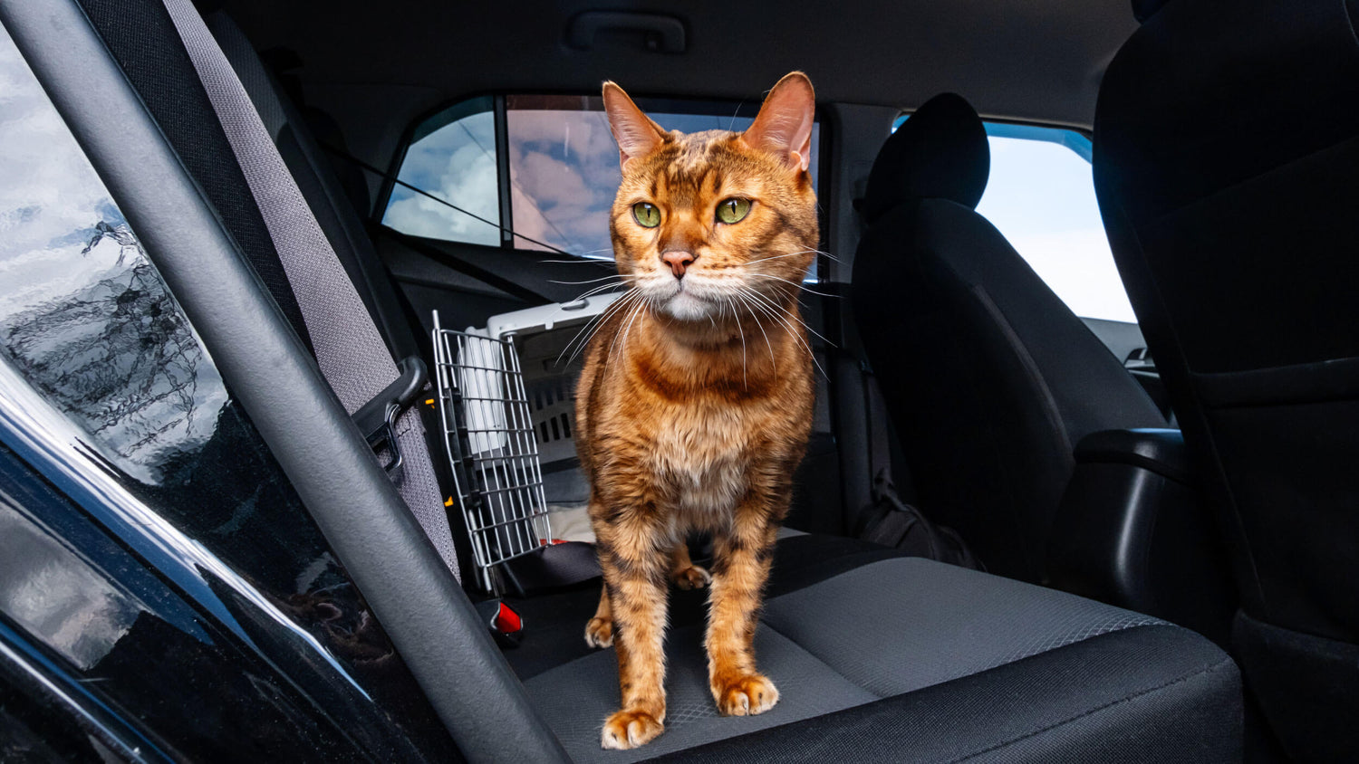Anti-Stress Supplements for Cats