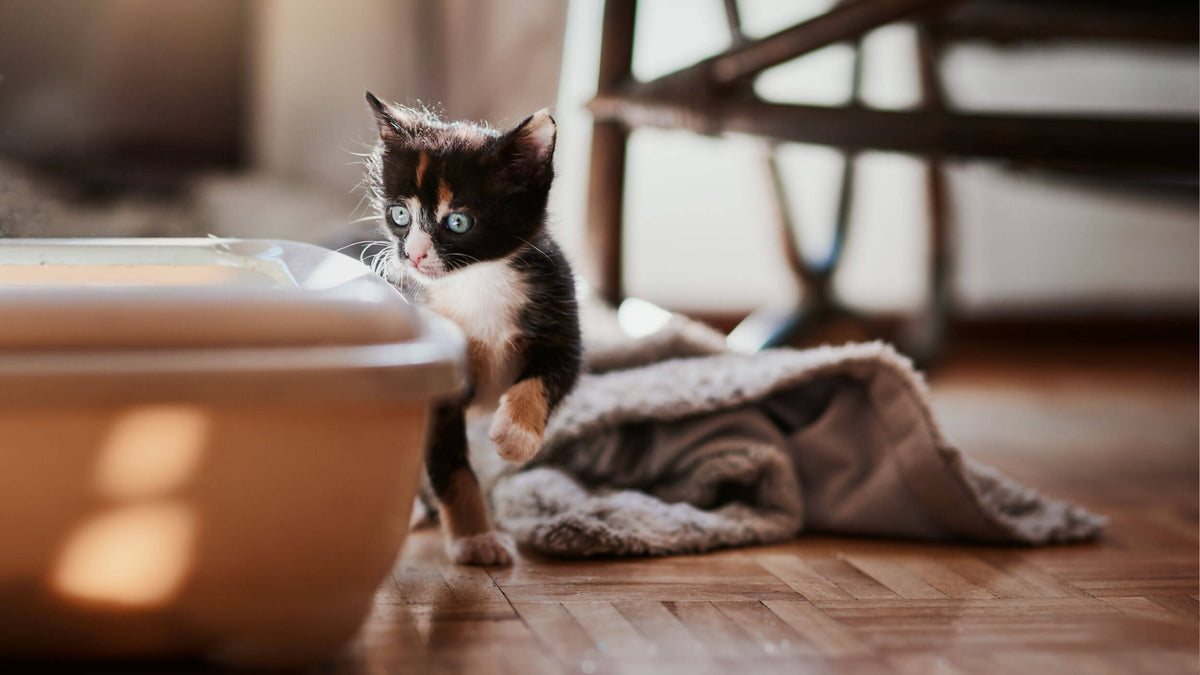 Cat Litter