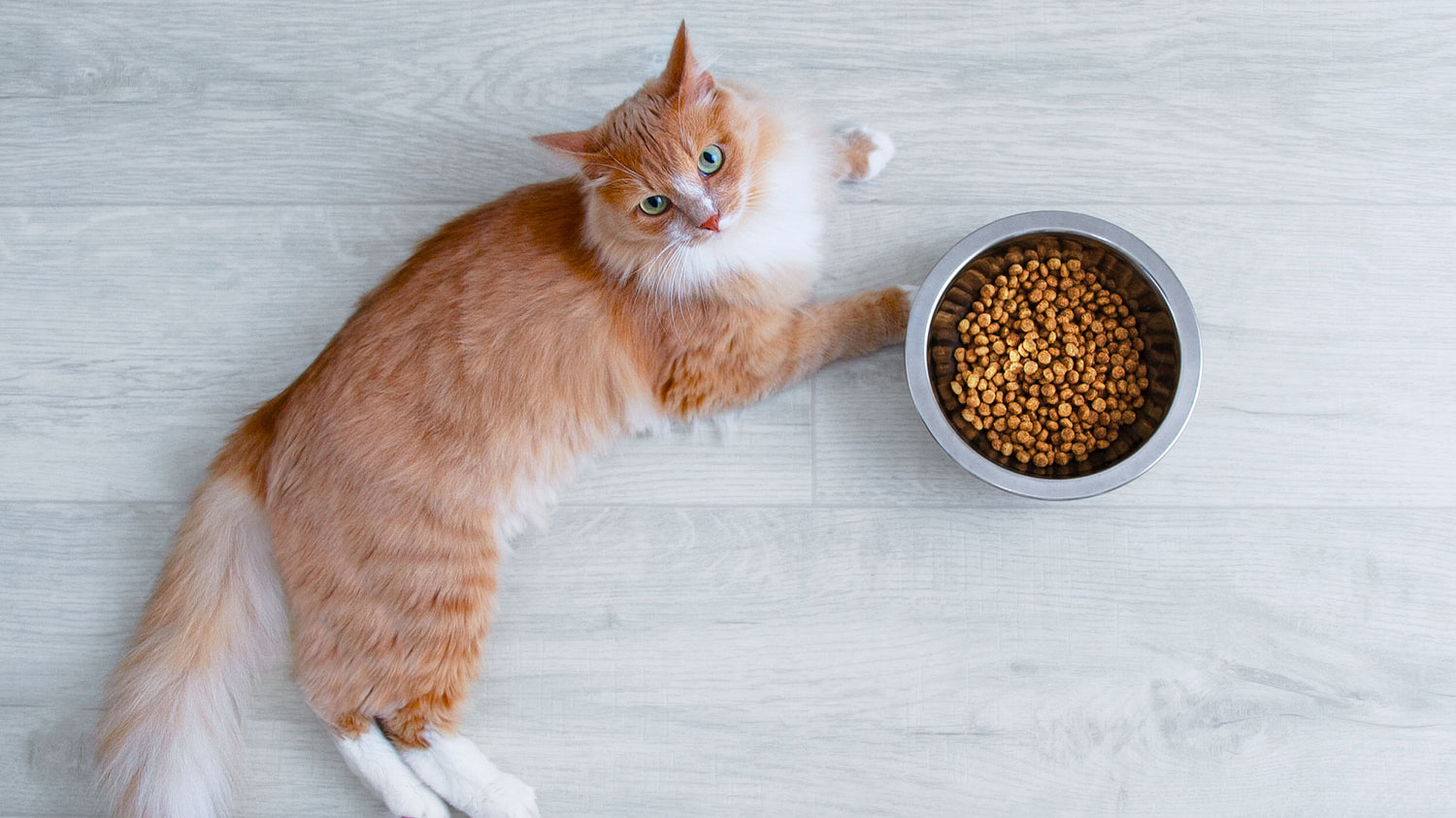 Cat Food & Water Bowls