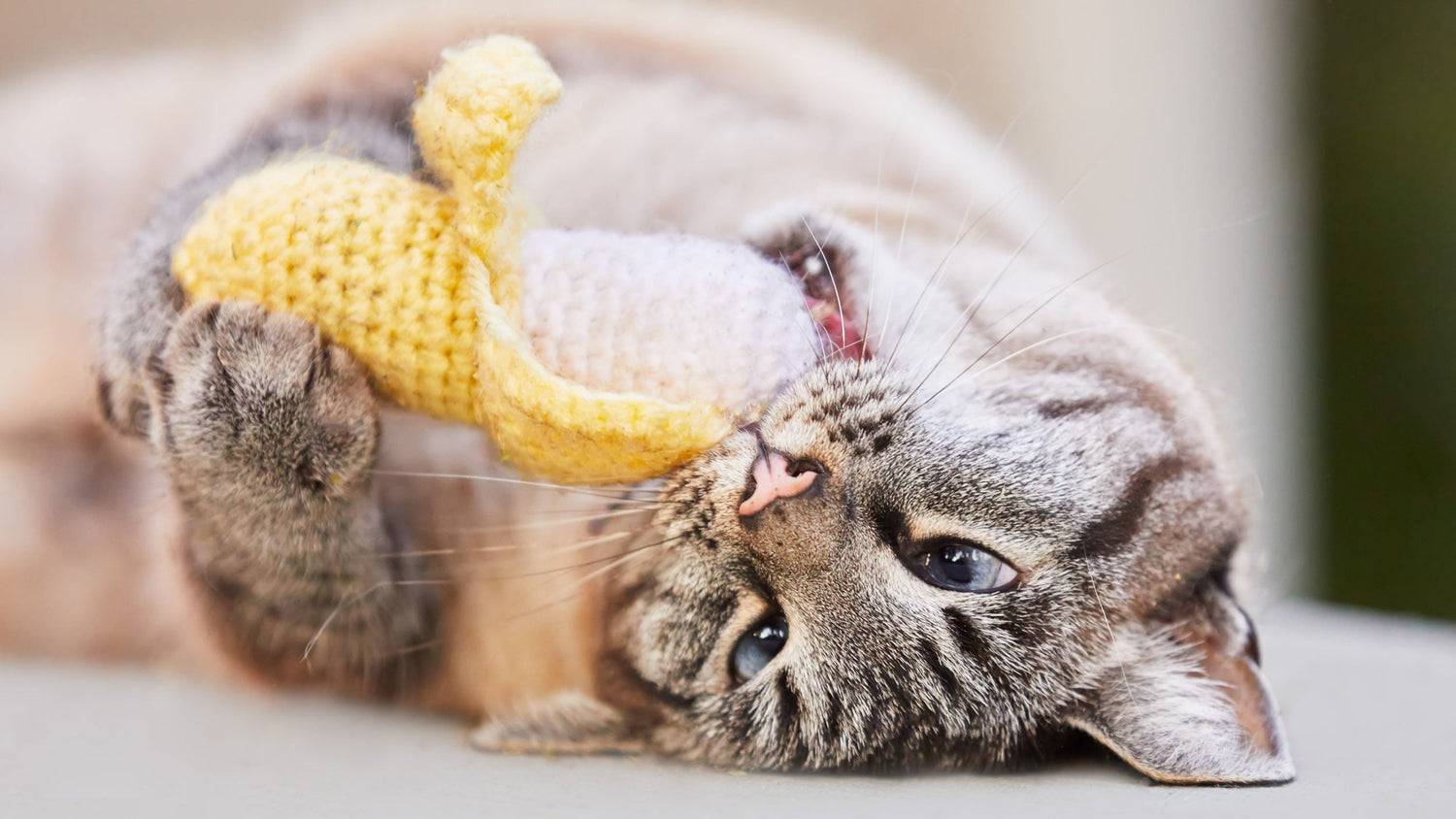 Weight Management Cat Food
